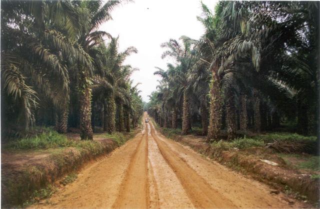 oliepalmplantage op Sumatra